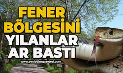 Fener bölgesini yılanlar bastı