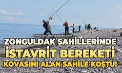Zonguldak sahillerinde istavrit bereketi: Kovasını alan sahile koştu!