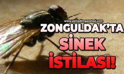 Zonguldak'ta sinek istilası!