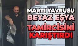 Martı yavrusu beyaz eşya tamircisini karıştırdı
