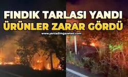 Fındık tarlası yandı: Ağaçlar ve ürün zarar gördü
