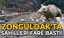 Zonguldak sahilini fareler bastı!