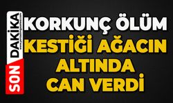 Korkunç ölüm: Kestiği ağacın altında can verdi