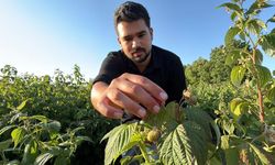 Bu tarlada istediğin kadar yiyip, topladığın kadar ödüyorsun