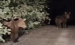 Gece yarısı ayılarla karşılaşan vatandaşlar panik yaşadı