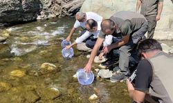 İki sel felaketinden etkilenen İlişi Çayı'na 15 bin alabalık salındı