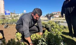 Yeşil alanlar 18 binden fazla fidanla güçleniyor