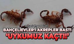 Bahçelievler'i akrepler bastı: Uykumuz kaçtı!
