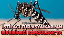 İstilacı tür asya kaplan sivrisineği Zonguldak'ta