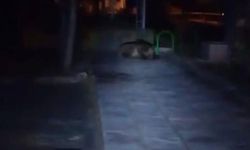Çocuk parkına ayı girdi