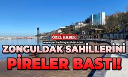 Zonguldak sahillerini pireler bastı!