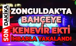 Zonguldak'ta bahçeye kenevir ekti, ihbarla yakalandı