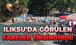 Ilıksu'da görülen fareler tiksindirdi!