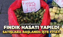 Fındık hasatı yapıldı satışlara başlandı: İşte fiyatı