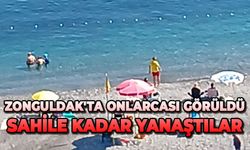Zonguldak'ta onlarcası görüldü: Sahile kadar yanaştılar