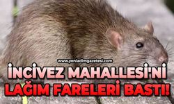 İncivez Mahallesi'ni lağım fareleri bastı!