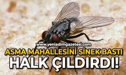 Asma mahallesini sinek bastı, halk çıldırdı!