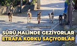 Mahallede sürü halinde geziyorlar: Etrafa korku saçıyorlar