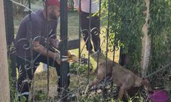 Parmaklıklara sıkışan köpek kurtarıldı