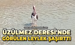 Üzülmez Deresi'nde görülen leylek şaşırttı