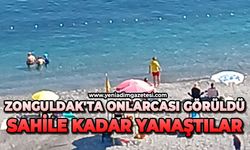 Zonguldak'ta onlarcası görüldü: Sahile kadar yanaştılar