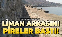 Liman arkasını pireler bastı!