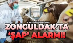 Zonguldak'ta şap alarmı!