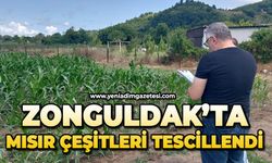 Zonguldak'ta mısır çeşitleri tescillendi'