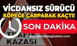 Vicdansız sürücü köpeğe çarparak kaçtı!