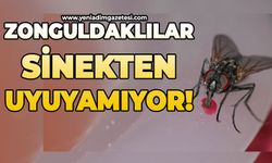 Zonguldaklılar sinekten uyuyamıyor!
