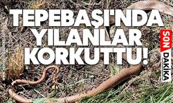 Tepebaşı'nda yılanlar korkuttu
