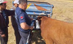 İneğin kafası tarım aletine sıkıştı