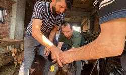 Küçükbaş hayvanlara aşılama ve küpeleme