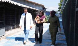 Sessiz canlar hayvanseverleri bekliyor
