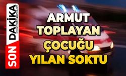 Armut toplayan çocuğu yılan soktu