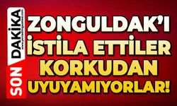 Zonguldak'ı istila ettiler: Korkudan uyuyamıyorlar