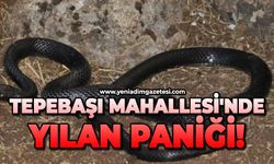 Tepebaşı Mahallesi'nde yılan paniği!