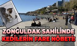 Zonguldak sahilinde kedilerin fare nöbeti!