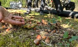 Düzce'de tarımsal üretim sahada yakından takip ediliyor