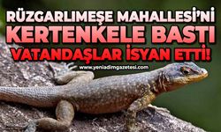 Rüzgarlımeşe Mahallesi'ni kertenkele bastı: Vatandaşlar isyan etti!