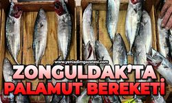 Zonguldak'ta palamut bereketi