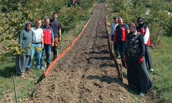 Kumluca'da Salep dikimi gerçekleştirildi