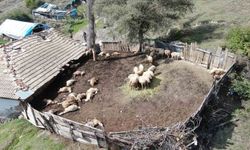 Ağıla giren kurtlar 18 koyunu telef etti, 11 koyunu yaraladı