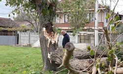 Düzce'de fırtınada devrilen ağaçlar kaldırılıyor