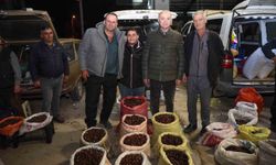 Kuzu kestanesi pazarına davet