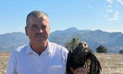Sıcak asfalta yapışan şahin, muhtarın müdahalesiyle kurtarıldı