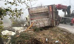 Virajı alamayan kamyon devrildi: Onlarca tavuk telef oldu