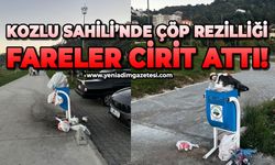 Kozlu Sahili’nde çöp rezilliği: Fareler cirit attı!