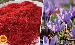 İtalya'da analiz ettirdiği safranıyla yurt dışından da talep görüyor