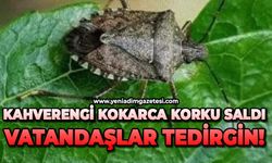 Kahverengi kokarca korku saldı: Vatandaşlar tedirgin!
